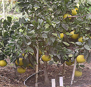 Citrus X paradisi 'Oroblanco'