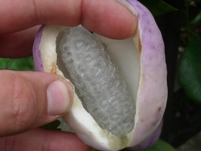 Akebia trifoliata