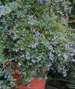 Vaccinium corymbosum x ashei var. Southern Highbush