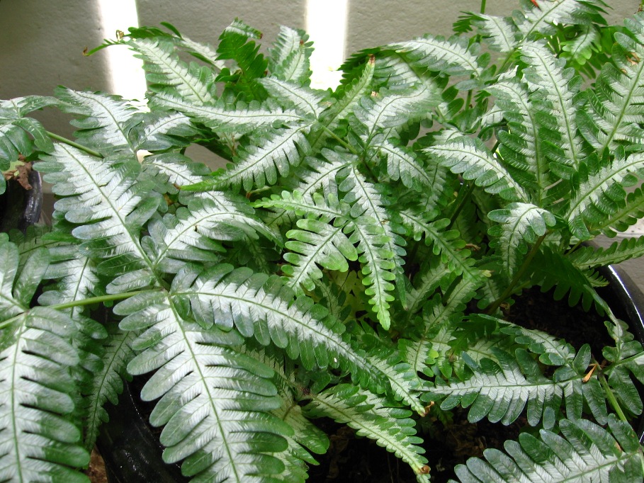 Athyrium nipponicum 'Pictum'