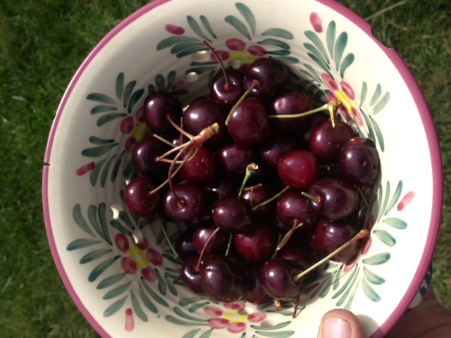 Prunus avium 'Minnie Royal'