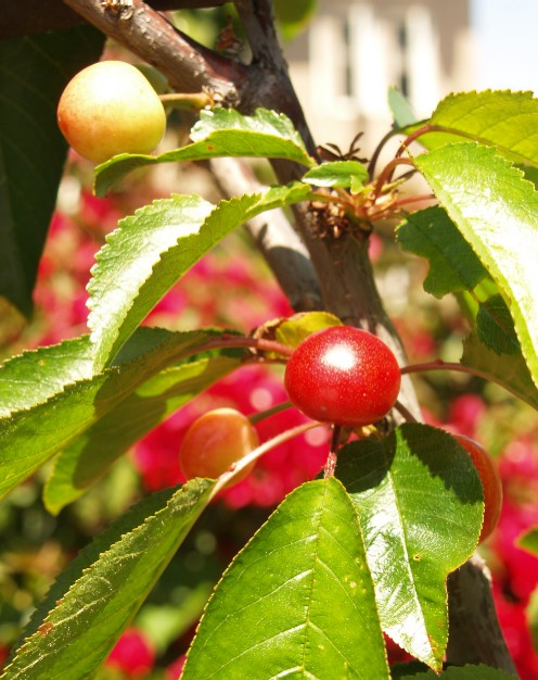 Prunus avium 'Royal Lee'