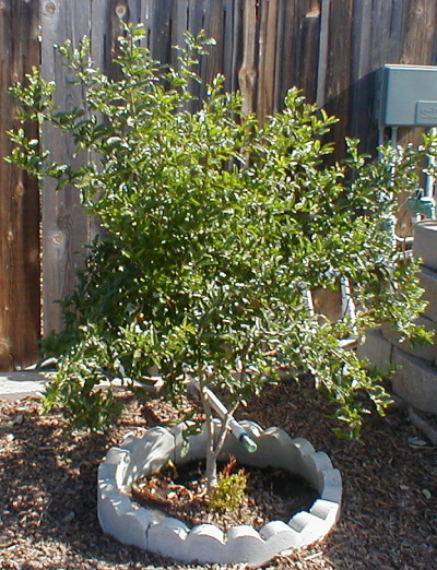 Punica granatum 'Eversweet'