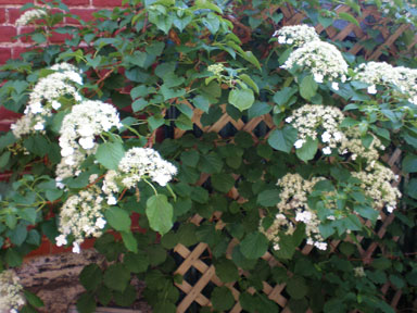 Hydrangea anomala ssp. petiolaris