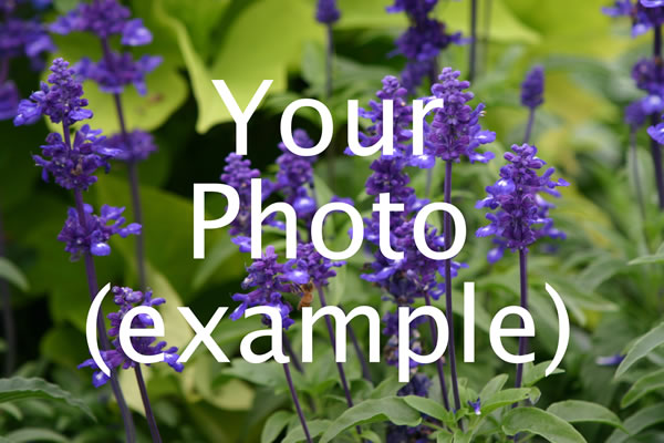 Example Plant 'The Mulch'