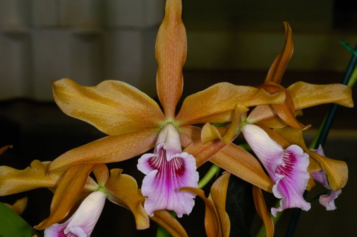 Example Plant 'The Mulch'