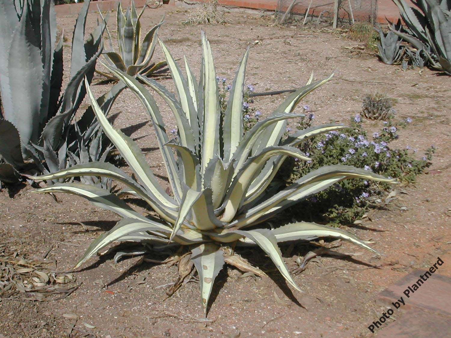 Agave americana 'Variegata'
