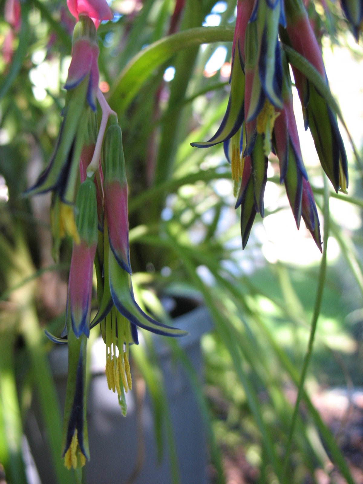Billbergia nutans 