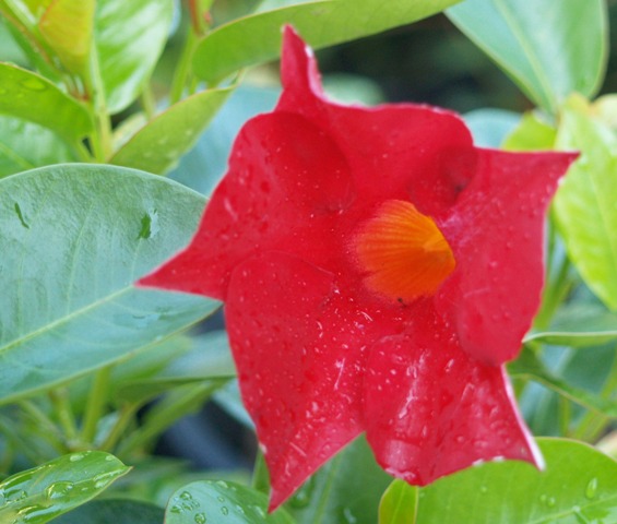 Mandevilla sp 'Sun Parasol Giant Crimson'