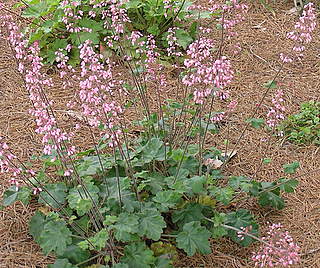 Heuchera micrantha 'Old La Rochette'