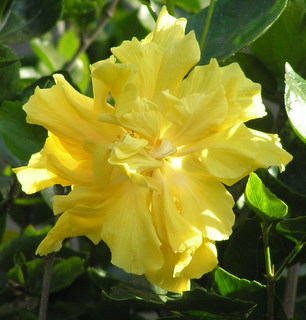 [image] Hibiscus rosa-sinensis