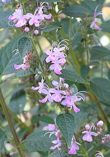 Caryopteris odorata