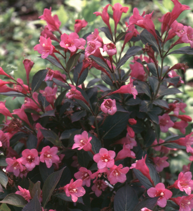 Weigela florida 'Alexandra' 