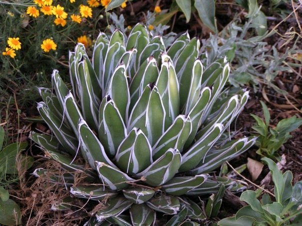 Agave victoriae-reginae