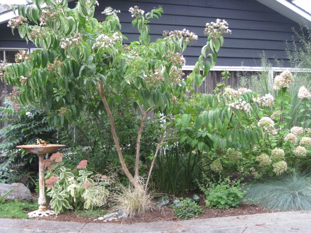 Heptacodium miconioides