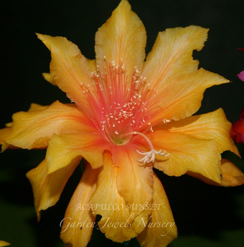 Epiphyllum  'Acapulco Sunset' 
