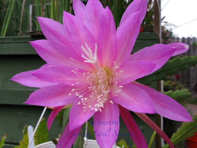 Epiphyllum  'Al Bustin' 
