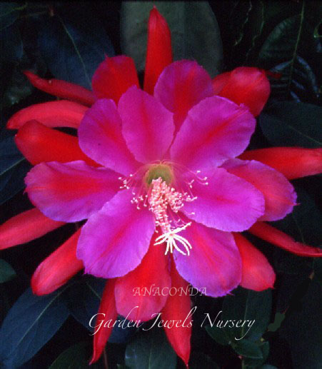 Epiphyllum  'Anaconda' 