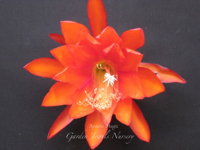 Epiphyllum  'Apache Magic' 