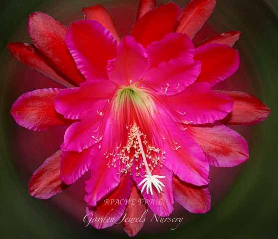 Epiphyllum  'Apache Trail' 