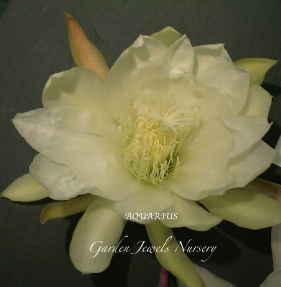 Epiphyllum  'Aquarius' 