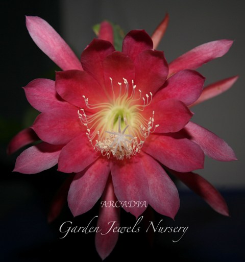 Epiphyllum  'Arcadia' 