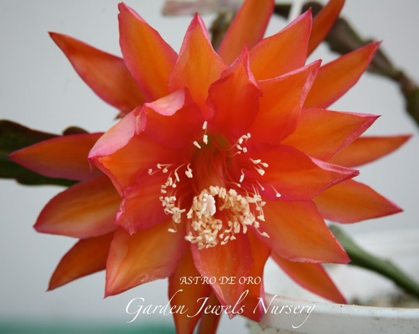 Epiphyllum  'Astro de Oro' 