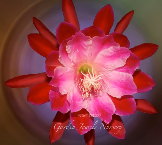 Epiphyllum  'Augustes' 