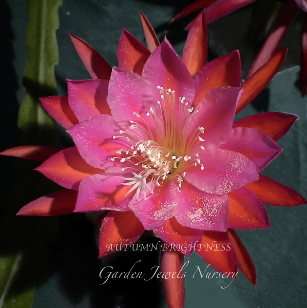 Epiphyllum  'Autumn Brightness' 