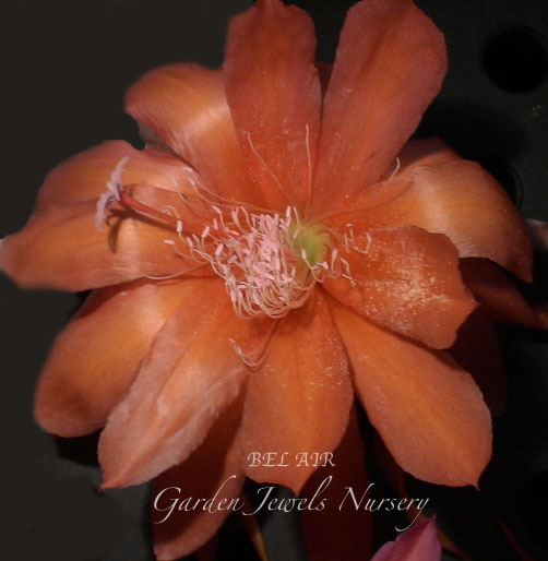 Epiphyllum  'Bel Air' 