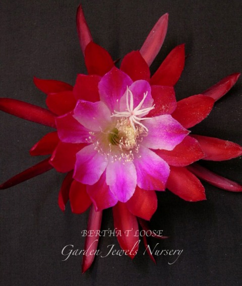 Epiphyllum  'Bertha Talbot Loose' 