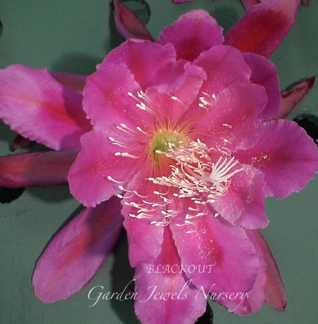 Epiphyllum  'Black Out' 
