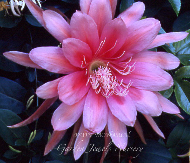 Epiphyllum 'Buff Monarch'