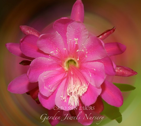 Epiphyllum 'Cabo San Lucas'
