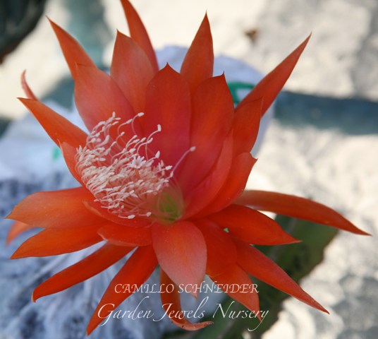 Epiphyllum 'Camillo Schneider'