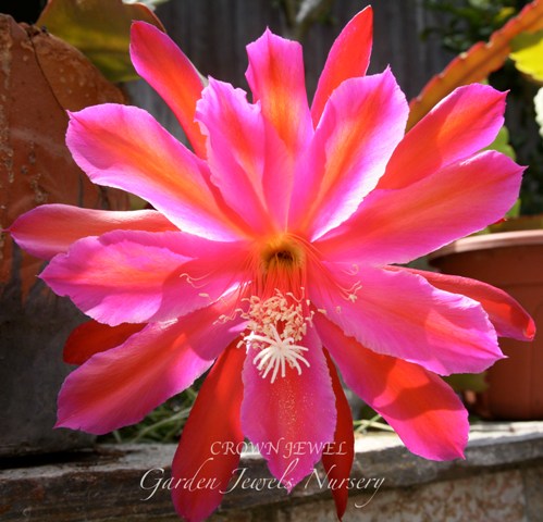 Epiphyllum 'Crown Jewel'