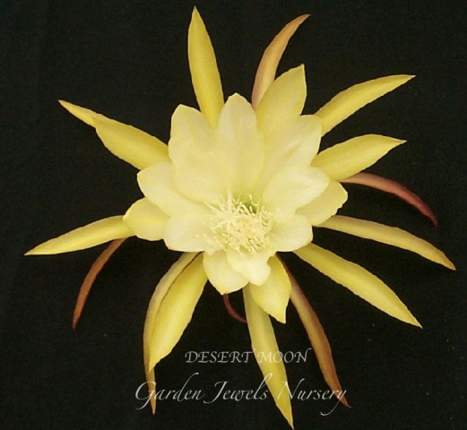 Epiphyllum 'Desert Moon'