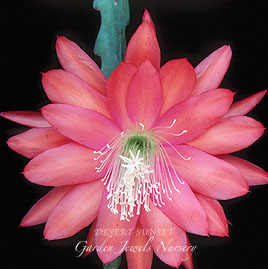 Epiphyllum  'Desert Sunset' 