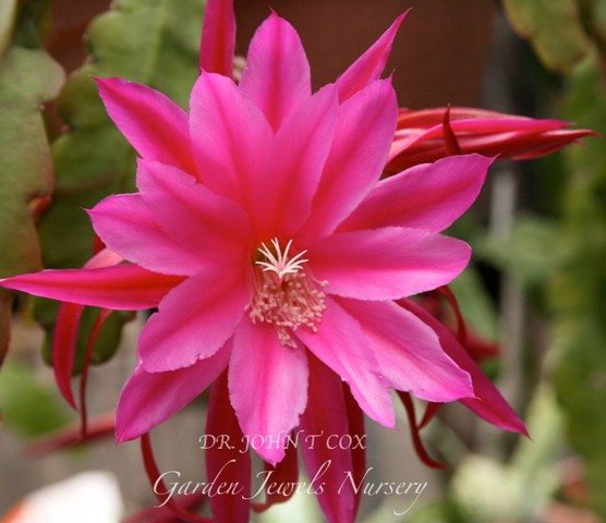 Epiphyllum 'Dr. John T Cox'