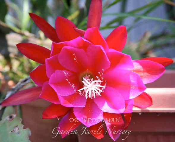 Epiphyllum 'Dr. Wedermann'