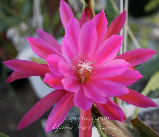 Epiphyllum 'Drifting Cloud'