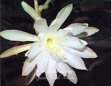 Epiphyllum 'Easter Morn'