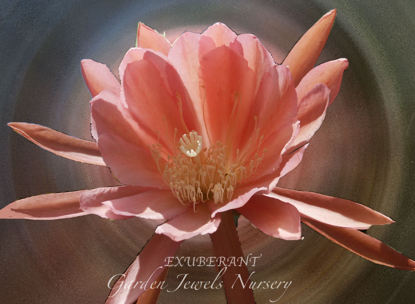 Epiphyllum 'Exuberant'