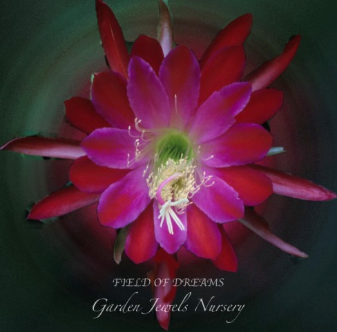 Epiphyllum 'Field of Dreams'