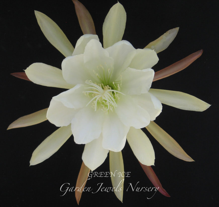 Epiphyllum 'Green Ice'