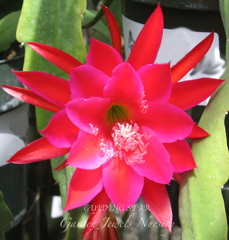 Epiphyllum 'Guiding Star'