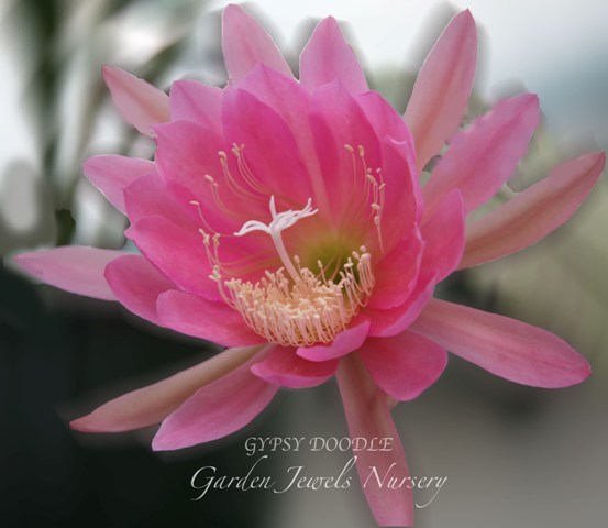 Epiphyllum 'Gypsy Doodle'