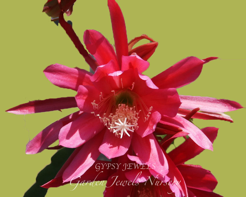 Epiphyllum 'Gypsy Jewels'