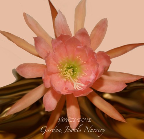 Epiphyllum 'Honey Dove'