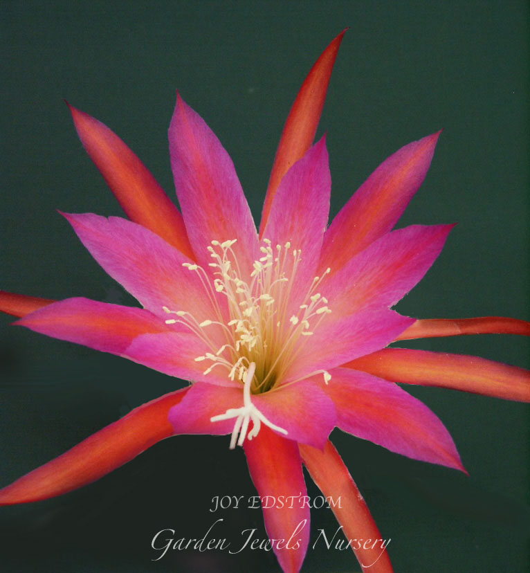 Epiphyllum 'Joy Edstrom'